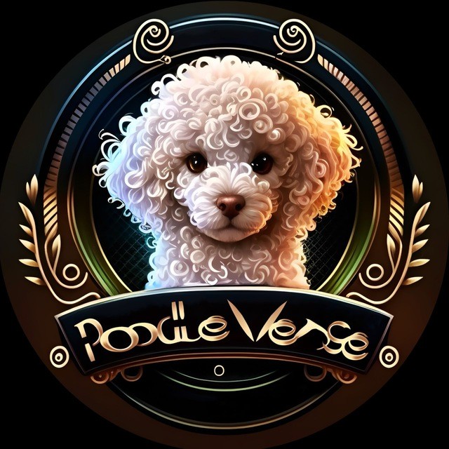 Create meme: miniature poodle, bichon frise dog, poodle dog