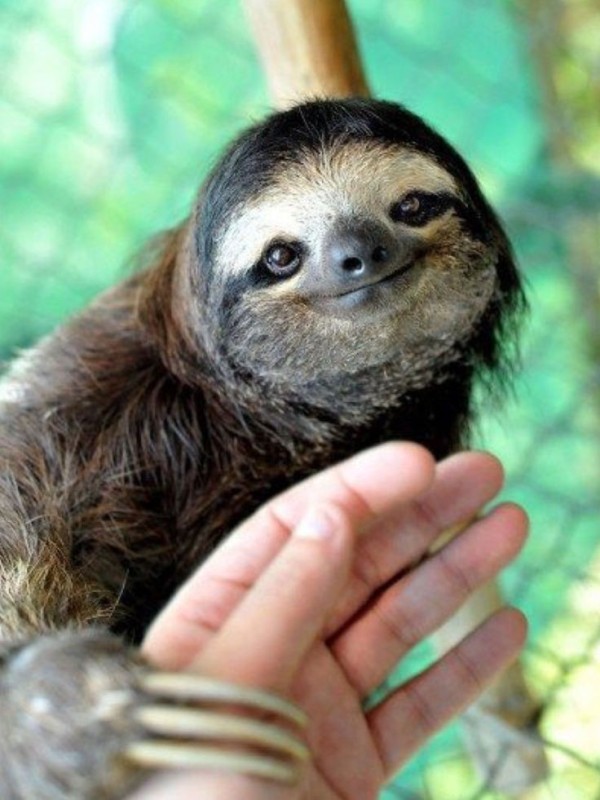 Создать мем: животное ленивец, sloth, маленький ленивец