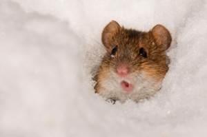 Create meme: vole, rodents, wood mouse