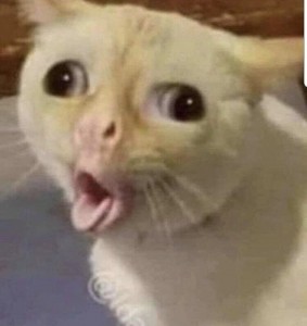 Создать мем: лицо кота мем, кот в шоке мем, кашляющий кот мем