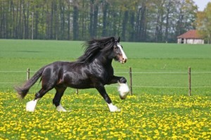 Create meme: the fastest breed of horses, shire horse, English heavy