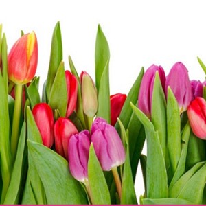 Create meme: tulips for March 8, tulips