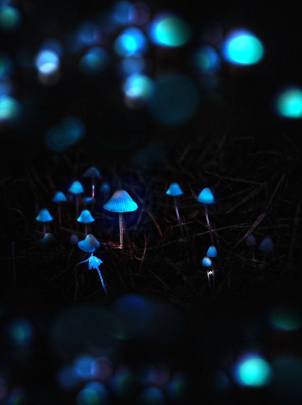 Create meme: bioluminescent mushrooms, bioluminescent plants, bioluminescent trees