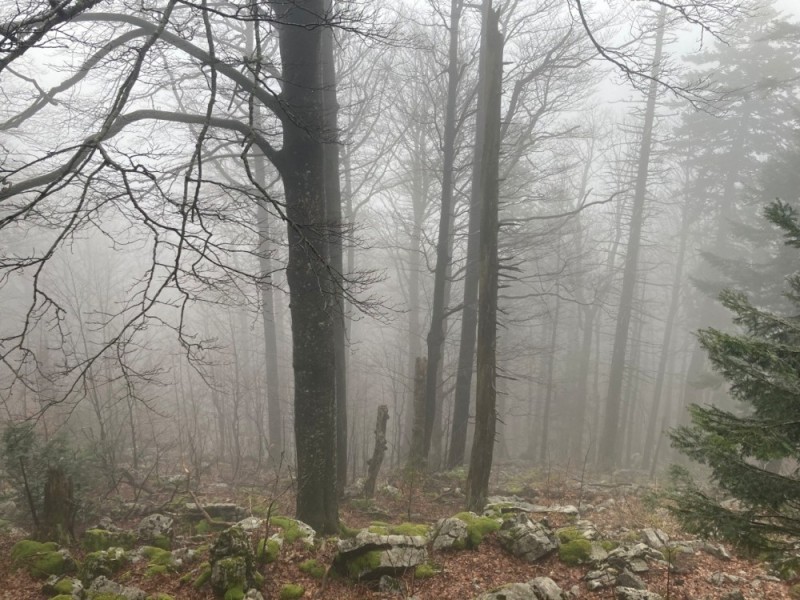 Create meme: fog forest, forest , nature 