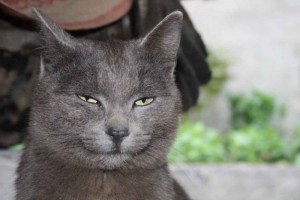 Create meme: Smokey cat, grey cat, the Russian blue cat