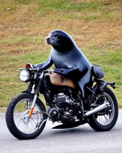 Создать мем: мото, рисунок мотоцикла, harley davidson sport glide