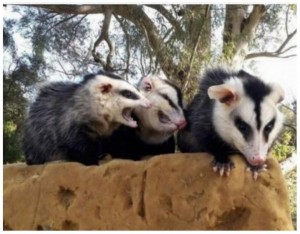 Create meme: opossum animal, Virginia opossum, possum