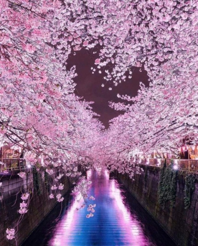 Создать мем: цветущая сакура в японии, японская сакура, цветение сакуры