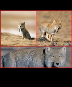 Create meme: animals, Unimpressed Fox