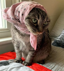 Создать мем: кошка, кот в платочке, кот в шапочке