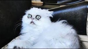 Create meme: funny cats, Persian cat with different glazami, scary cat Monday