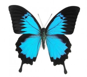 Создать мем: синяя бабочка, бабочка парусник, синяя бабочка на белом фоне