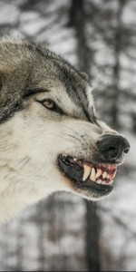 Create meme: wolfish grin Wallpaper, the grin of a wolf photo, wolf fangs Wallpaper