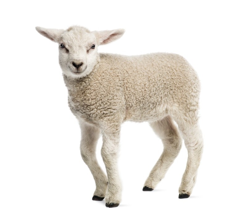 Создать мем: овца на белом фоне, ягнёнок, фигурка schleich ягненок 13744