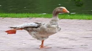 Create meme: Yandex pictures, wild duck, goose