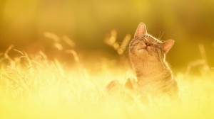 Create meme: Sunny cat, the sun's rays