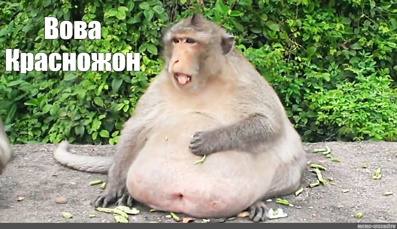 Прикольные бесплатные видео животных. Самая толстая обезьяна в мире. Приколы с обезьянами.