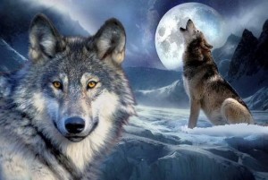 Create meme: lone wolf, wolf, beautiful wolf
