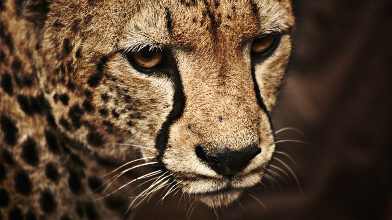 Create meme: Cheetah face, Cheetah , A beautiful cheetah