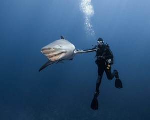 Create meme: great white shark, a giant white shark, shark