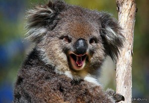 Создать мем: коала убийца, страшная коала, злая коала