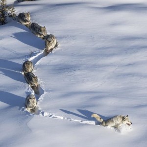 Create meme: powerful wool wolf, wolf pack, walking in the snow