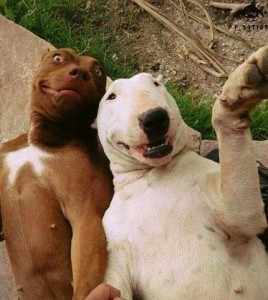 Create meme: animals, dog funny, selfie animals