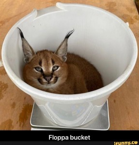 Create meme: Caracal