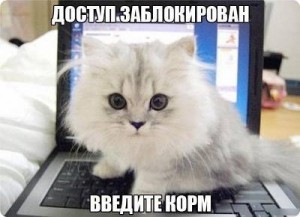Create meme: cat despair, cat, mortal cat