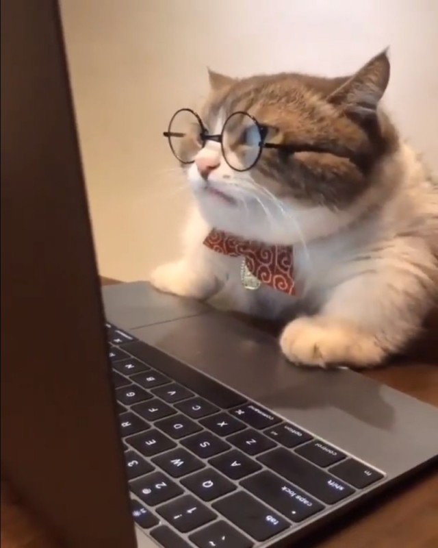 Create meme: the cat at the computer, smart cat, the cat at the computer