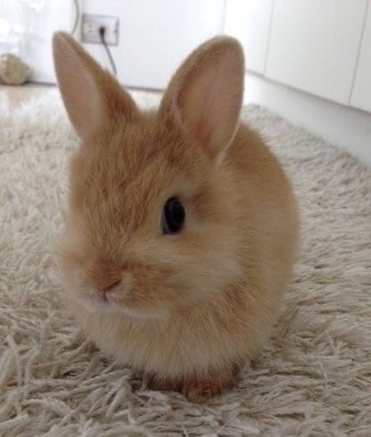 Create meme: cute rabbit, decorative rabbits , dwarf rabbit