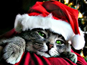 Создать мем: котик в новогодней шапке, новогодние кошки, новогодний кот