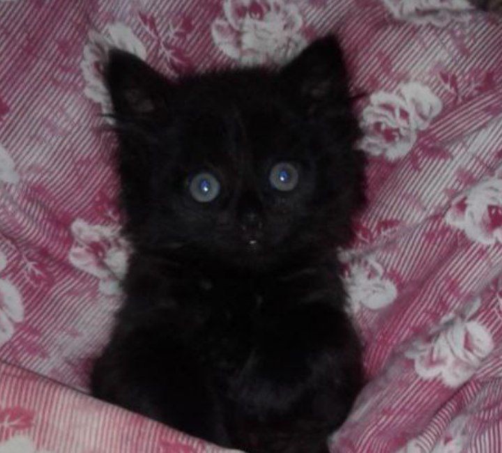 Create meme: the kitten is black, black smoky kitten, black fluffy kitten