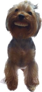 Create meme: Yorkshire Terrier dog, Yorkshire Terrier , adult yorkshire terrier