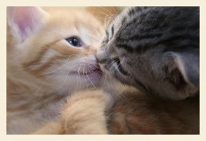 Create meme: delicate kittens, kittens cuddling, cat