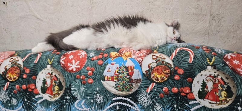 Create meme: Christmas cat , cat new year , Christmas cats