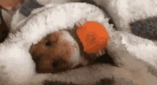 Создать мем: хомячок с морковкой под одеялом, хомяк с морковкой под одеялом, хомяк