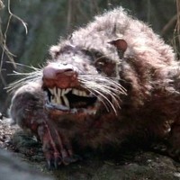 Create meme: rabid rat, the rat mutant