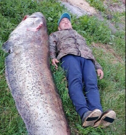 Create meme: the largest catfish caught in russia, giant catfish, huge catfish