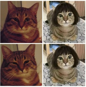 Create meme: cat meme, cat, meme cat