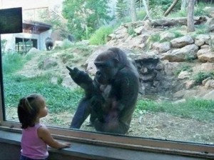 Создать мем: обезьяна, огромная обезьяна, горная горилла