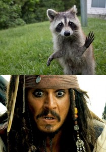 Create meme: Johnny Depp, Jack Sparrow, cat Jack Sparrow