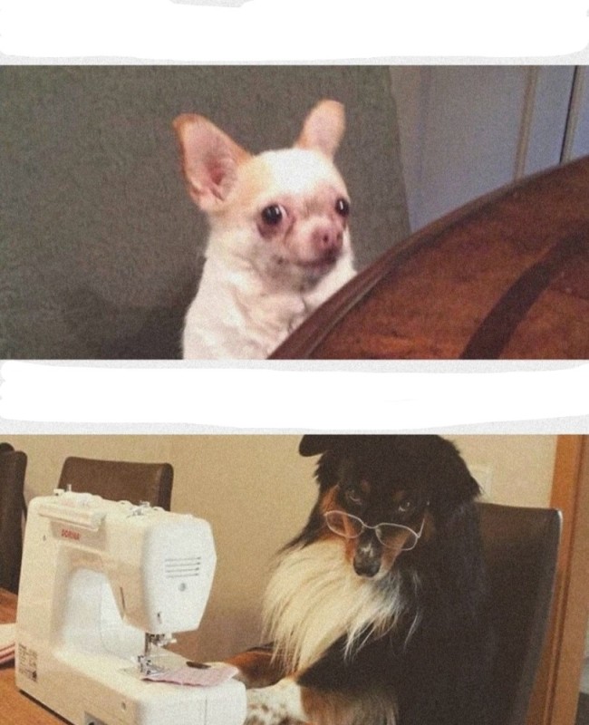 Create meme: breed Chihuahua, chihuahua doggie, jokes with inscriptions