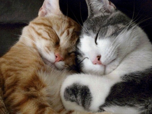 Создать мем: котик обнимашки, целующиеся коты, целующиеся котики