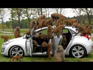 Создать мем: авто, машины, this is the safari park how many monkeys