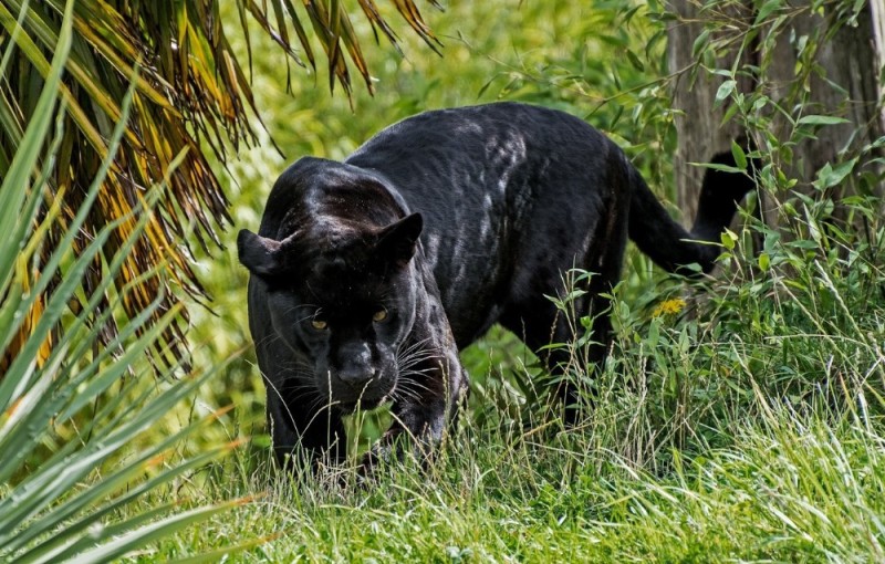 Create meme: black jaguar, black panther jaguar, animal panther