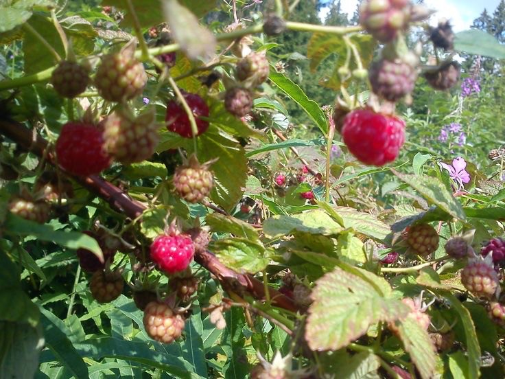 Create meme: raspberry variety, repair raspberries, raspberry variety Novokitaevskaya