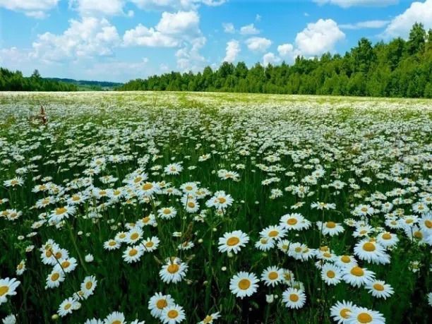 Create meme: chamomile field in the Moscow region, a beautiful field of daisies, chamomile meadow