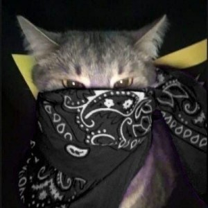 Create meme: the cat in the mask