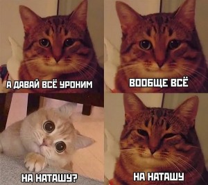 Create meme: meme cat, meme cat, cat meme